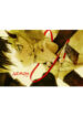 Cover 24468